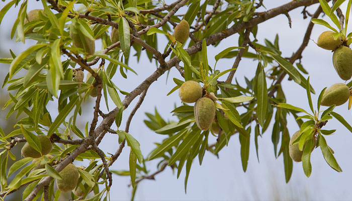 Almendro