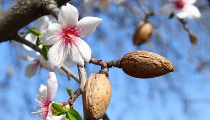 Flores y frutos