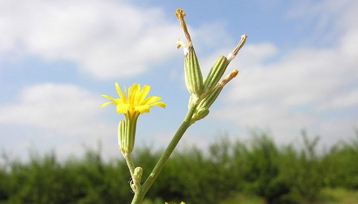 Chondrilla juncea