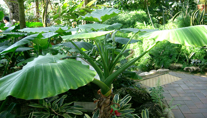 Alocasia. Origen, Descripción,
Variedades, Cultivo, Cuidados Y Usos