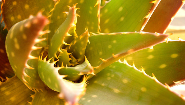 aloe