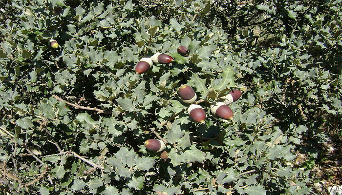 Bellotas de Quercus rotundifolia