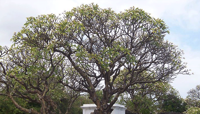 Amapola blanca (Plumeria alba)