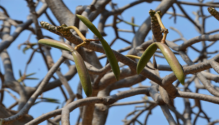 Tallos del árbol de plumeria