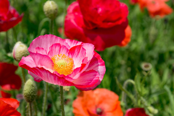 amapolas rojas como regalos