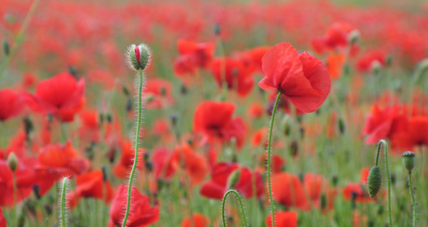 amapolas rojas simbolos