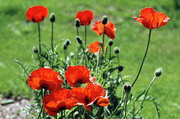 amapolas rojas