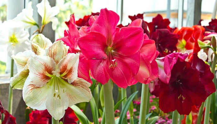 Amaryllis (Amaryllis belladonna)