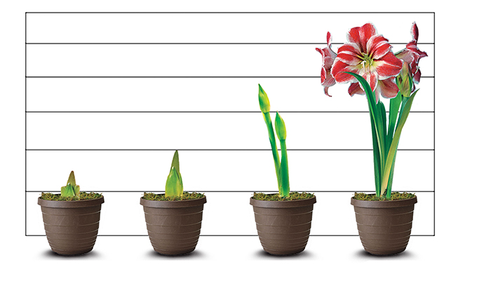 Propagación de la amaryllis