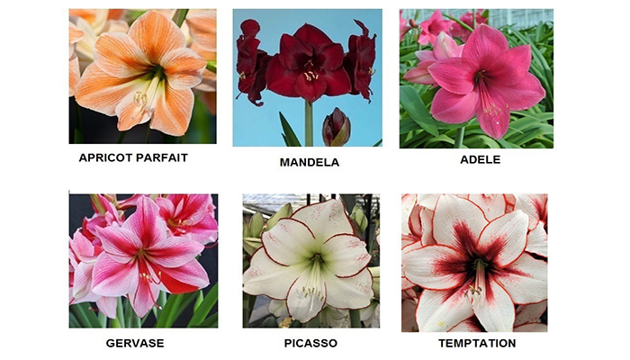 Variedades de amaryllis