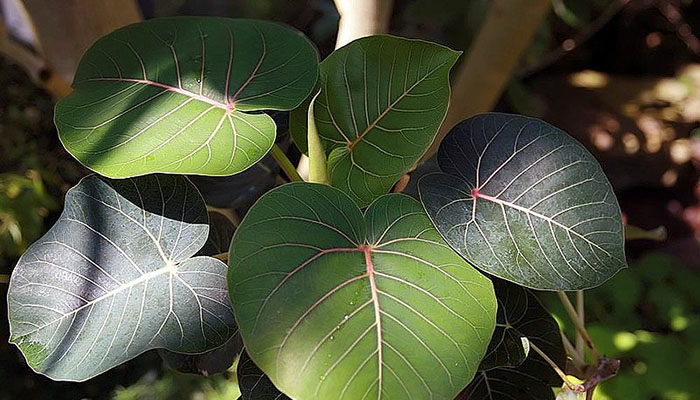 Amate amarillo o Ficus petiolaris