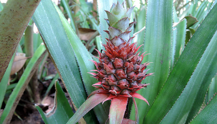 ️ Ananas comosus (Piña común). Origen, Descripción, Cultivo Y Usos ...