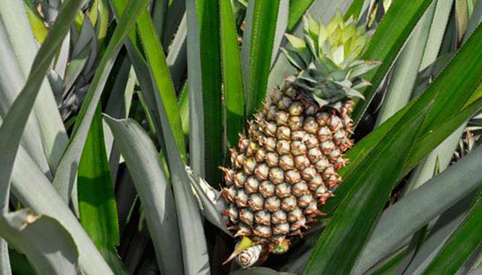 Ananas Comosus (Piña común). Origen,
Descripción, Cultivo Y Usos