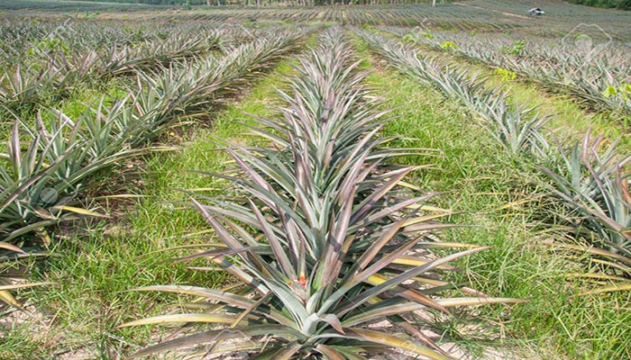 Cultivo de Ananas Comosus