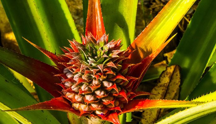 ️ Ananas comosus (Piña común). Origen, Descripción, Cultivo Y Usos ...