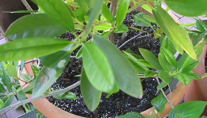 cultivo del anís estrellado en maceta