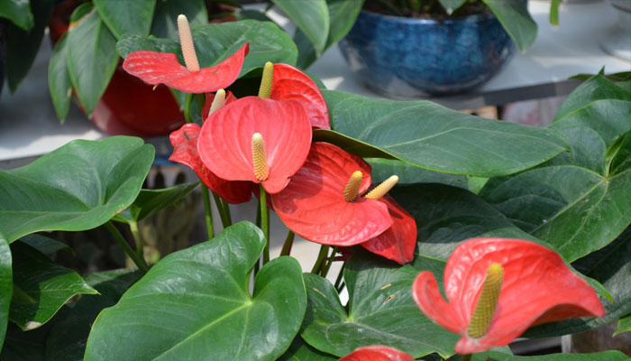 Anthurium scherzerianum 