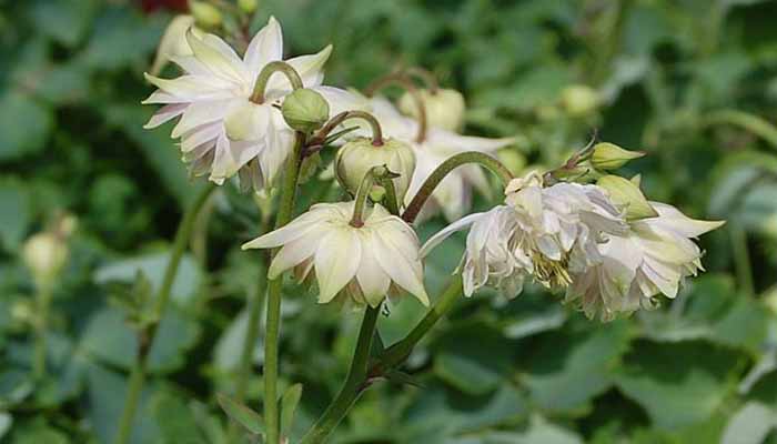 Aquilegia Green Apples