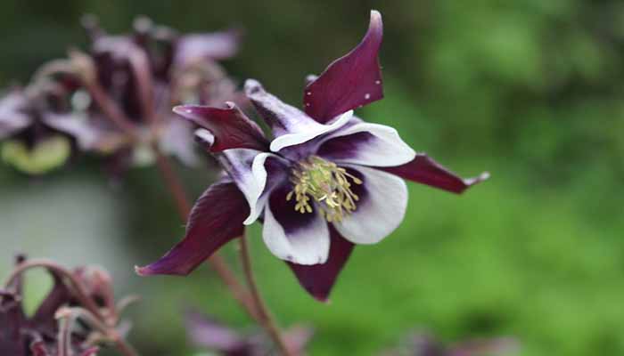 Aquilegia vulgaris