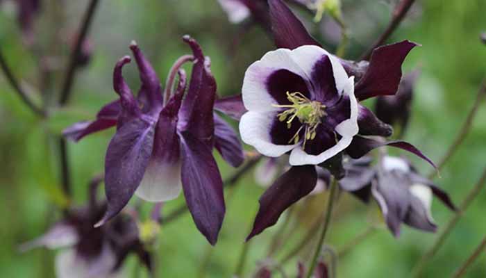 Aquilegia vulgaris William Guiness