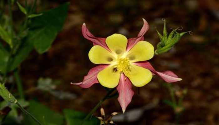 Estrella amarilla Aquilegia