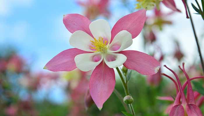 Estrella blanca Aquilegia