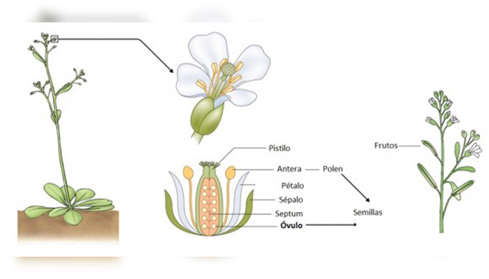 Partes de la flor de la arabidopsis