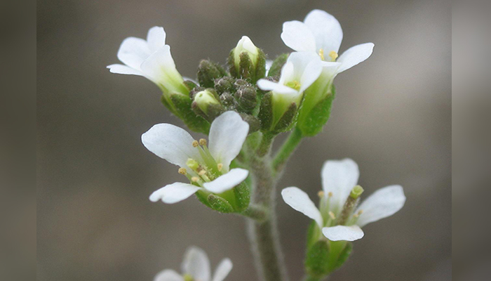 Arabidopsis thaliana