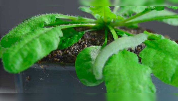 Hojas de arabidopsis