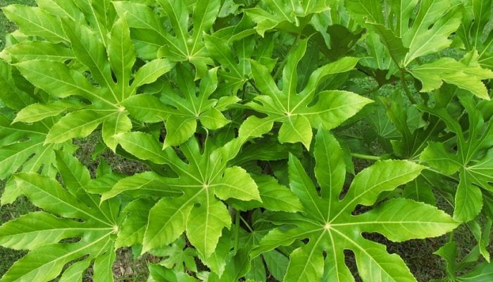 Aralia