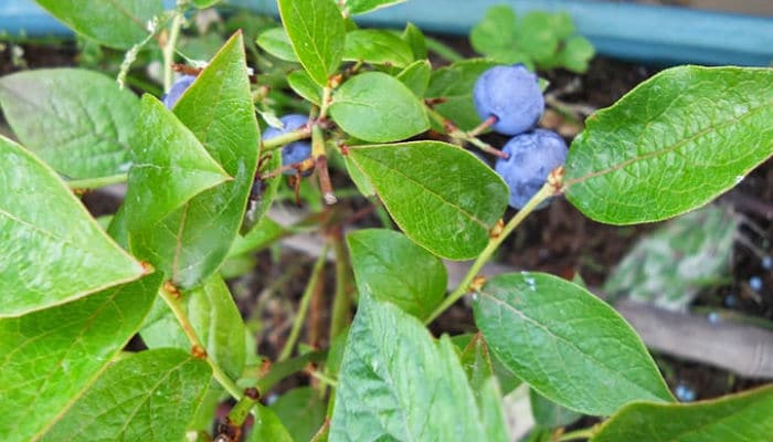 Hoja del arándano