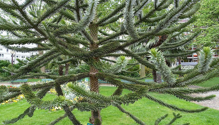 Araucaria araucana 