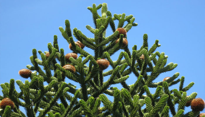 Araucaria. Origen, Descripción,
Variedades, Cultivo, Cuidados Y Usos