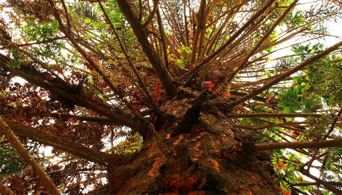 La Araucaria tiene una apariencia muy distintiva