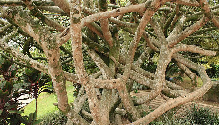 Árbol de Caucho