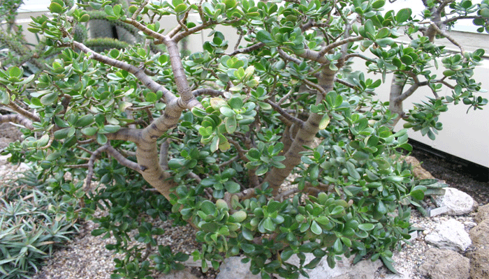 Árbol de Jade (Crassula Ovata )