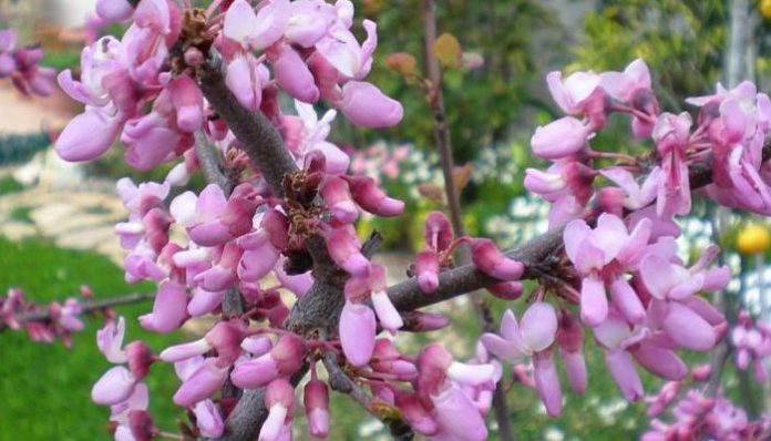 ️ Árbol De Judas Origen Descripción Cultivo Cuidados Propiedades