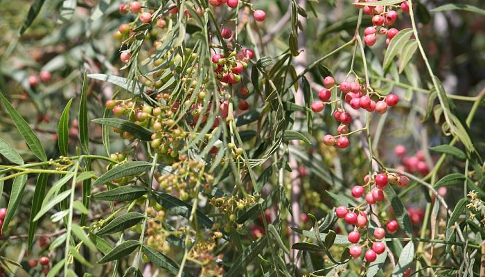 Árbol De Pimienta. Origen, Descripción,
Cultivo, Cuidados, Propiedades