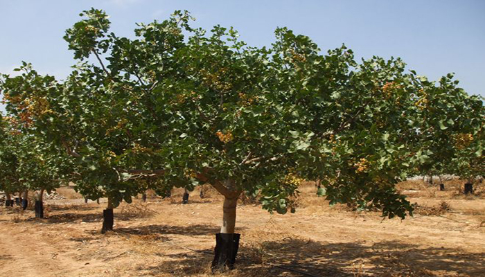 Árbol de Pistachos (Pistacia vera)