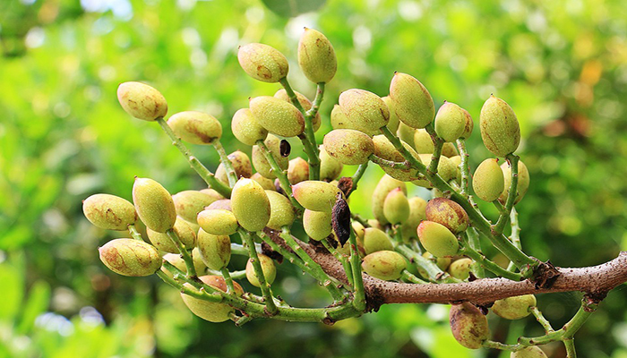 Frutos de Pistacia vera