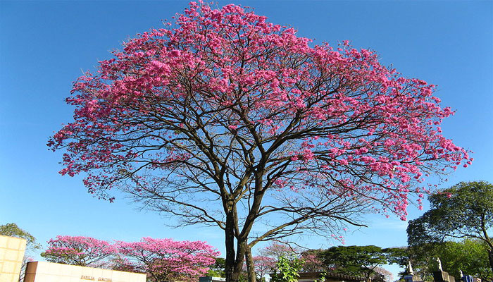 Árbol de trompeta rosa