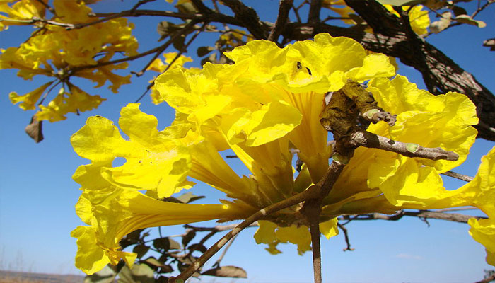 Flores de Tompeta amarillo