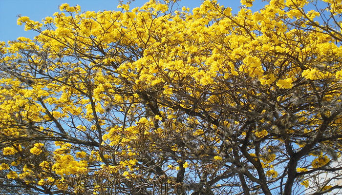 Tabebuia chrysantha