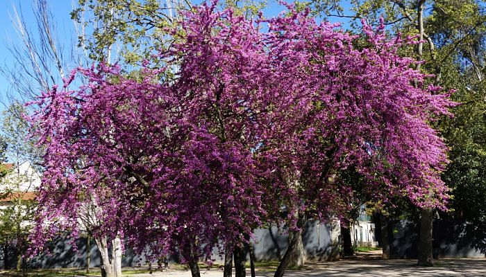 Árbol del amor