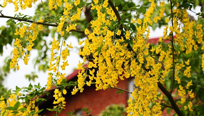 árbol laburnum