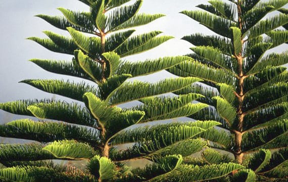 Árbol de Navidad natural: opciones de
supervivencia