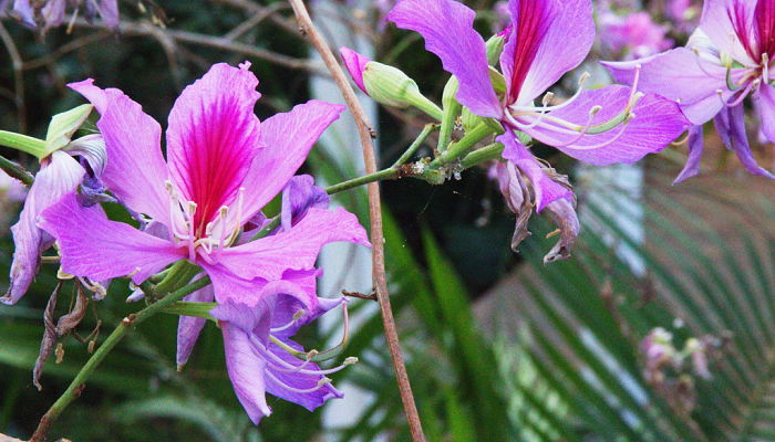 flores de orquídea