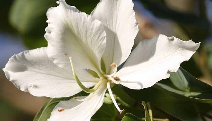 tipos de orquídea