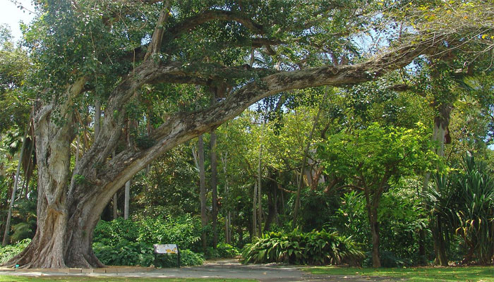 Árbol sagrado (Ficus religiosa)