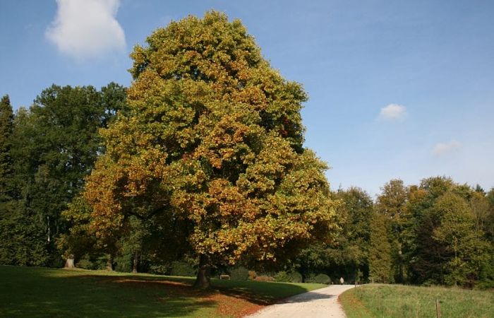 Cómo plantar Árbol tulipán